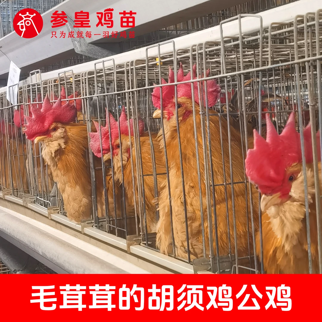 参皇胡须鸡公长胡子的鸡