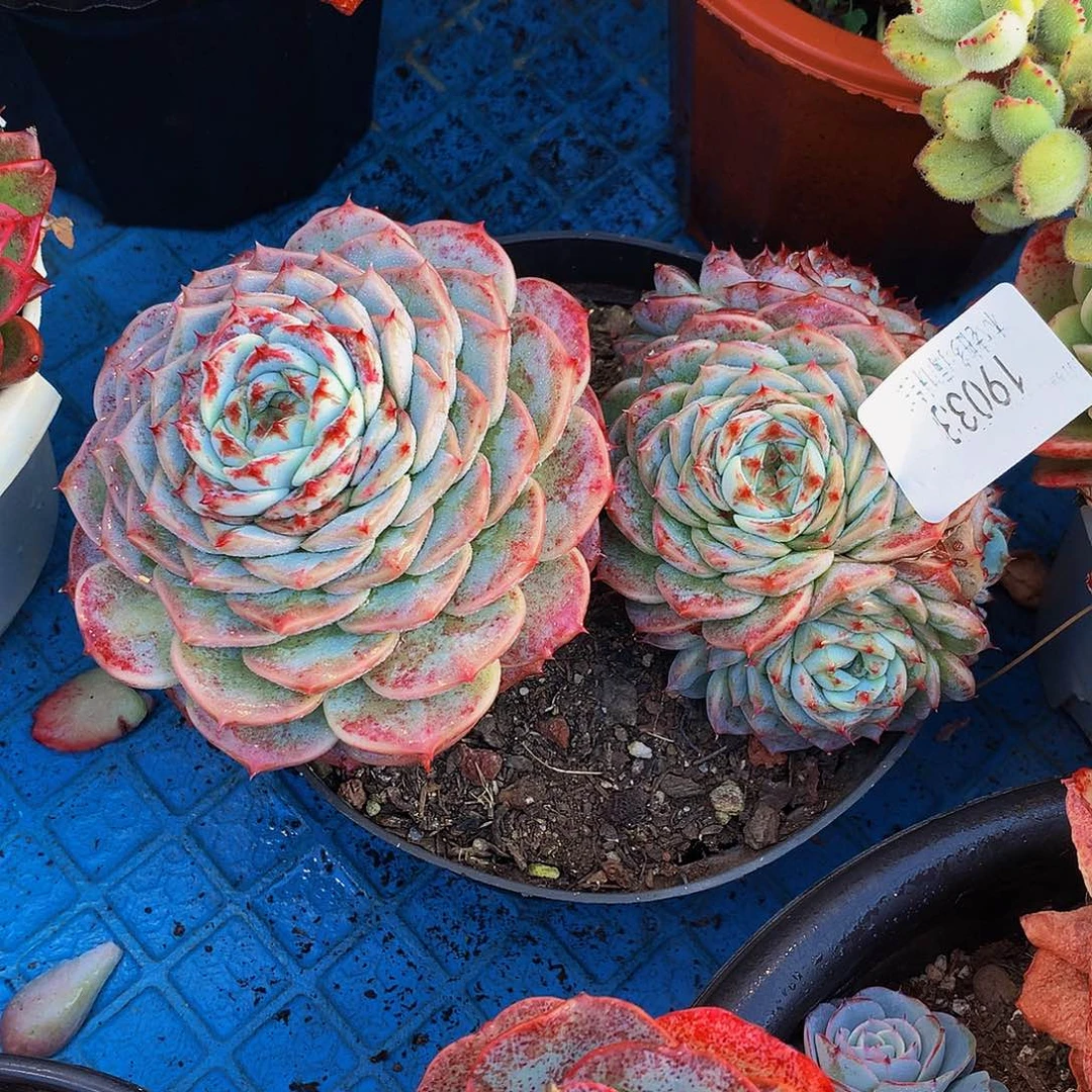 *****   天鹅绒多肉19033