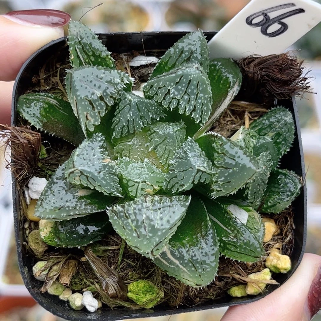 66魔刺锦带仔福利专场