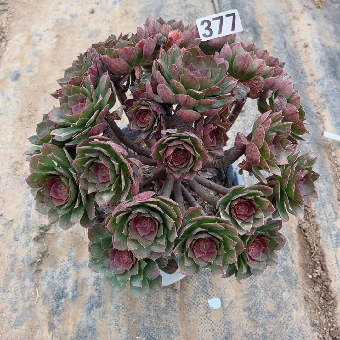 377糖心沙拉碗多肉植物