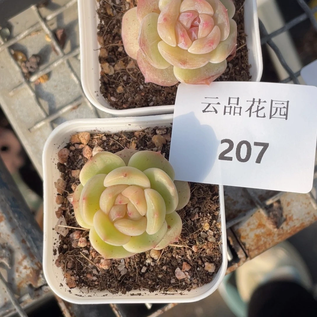 喵***喵207号糖心冰心珍妮2