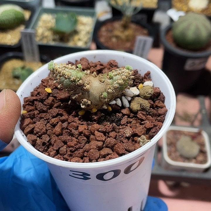 300白皮月界块根植物