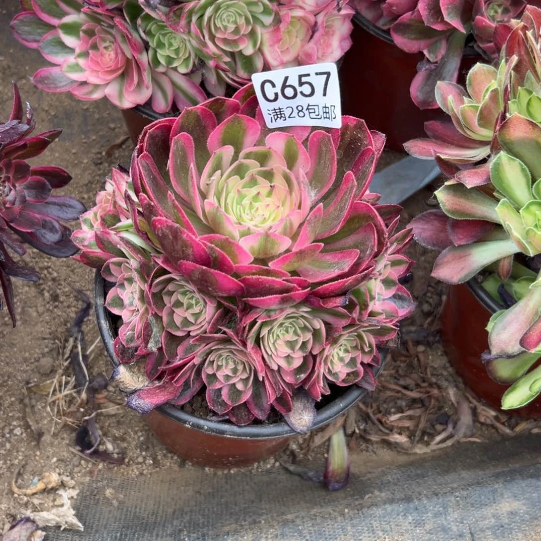 657多肉 荔枝