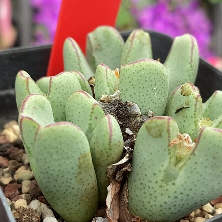 今天晚上不去上课5118