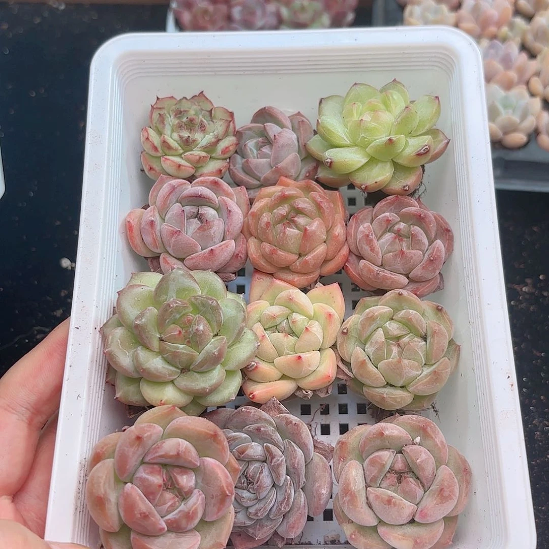 如图品质12颗琼脂 新疆西藏内蒙不发货