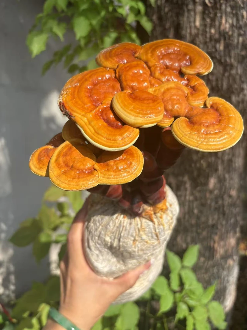 活体灵芝盆景室内摆台可在生长懒人植物南北皆可