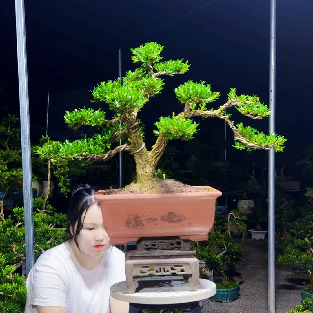 R***8无花朵黄杨木