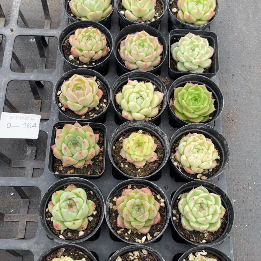 一物一拍18棵9-164