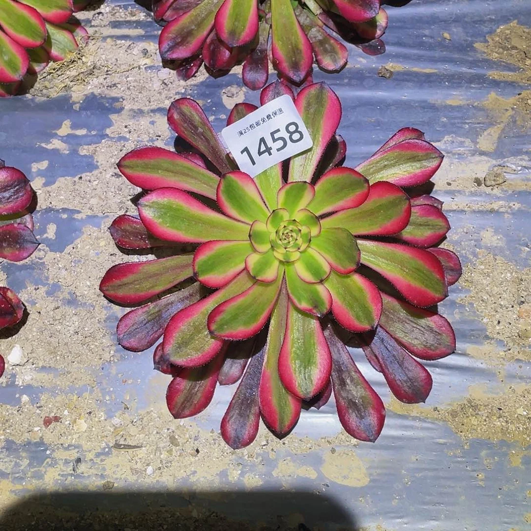 1458女儿红多肉植物