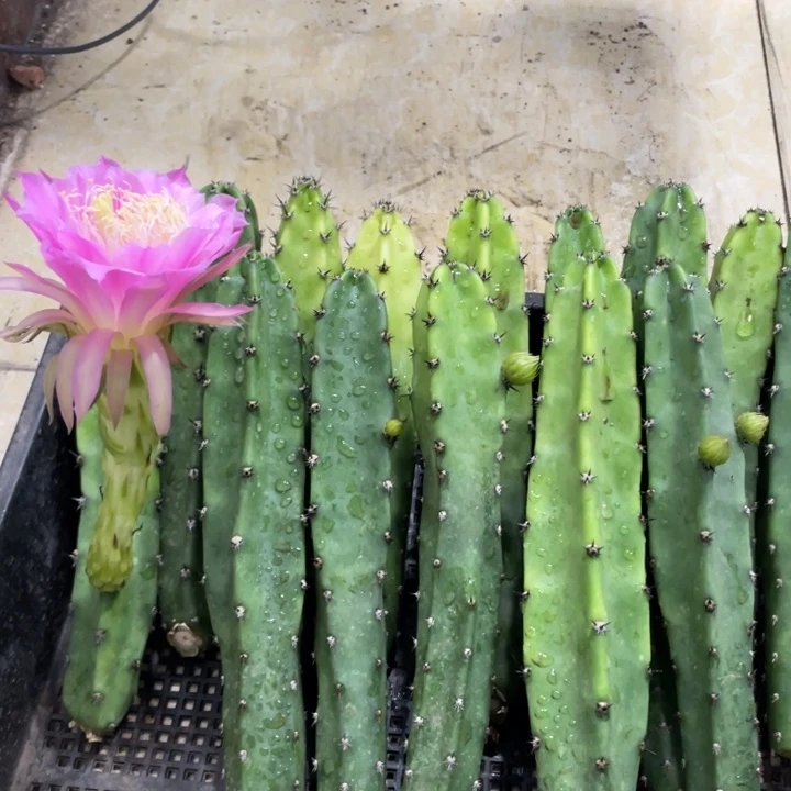 红花袖铺实生一代侧芽