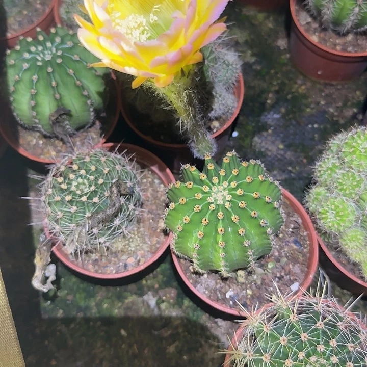 ****我无花朵哈哈哈哈哈哈哈