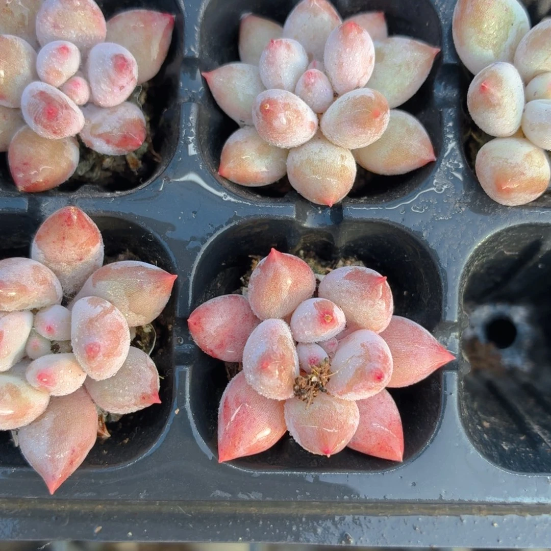 半夏多肉9.9包邮发货