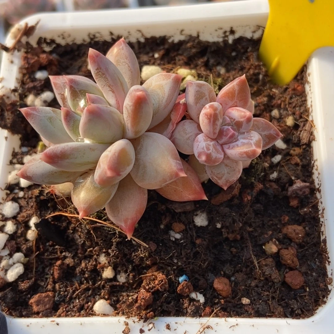 848伊丽莎白多肉植物保护