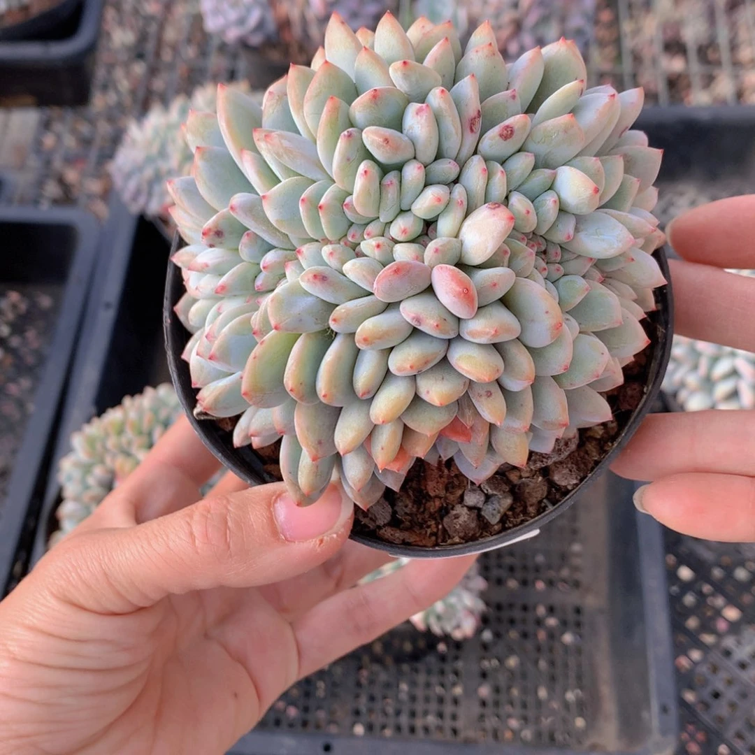 ℳ****3325缀一了嗯嗯嗯嗯加油