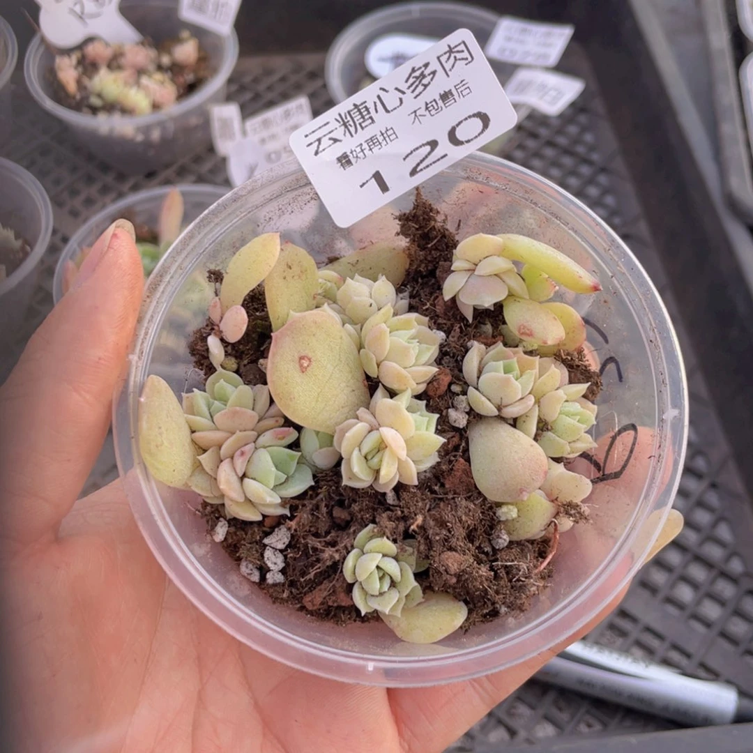 云糖心多肉植物120