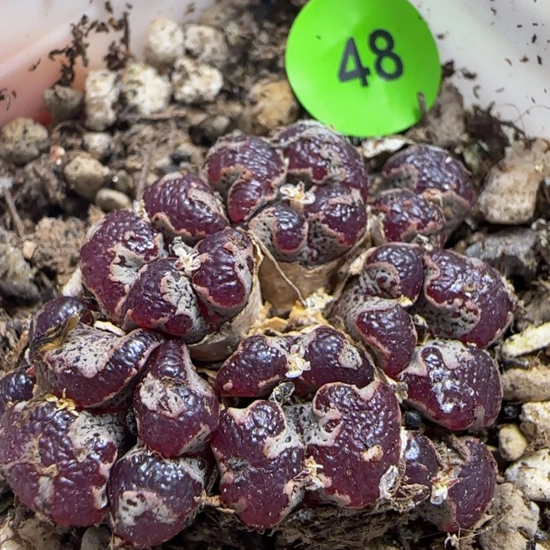 大窗紫红超碟多肉48