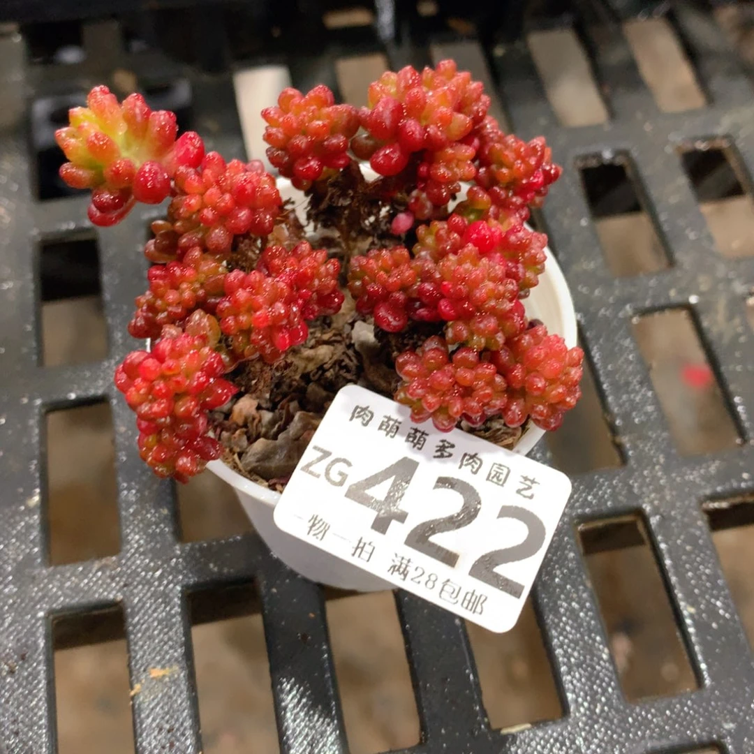 肉萌萌拇指盆精控多肉ZG422