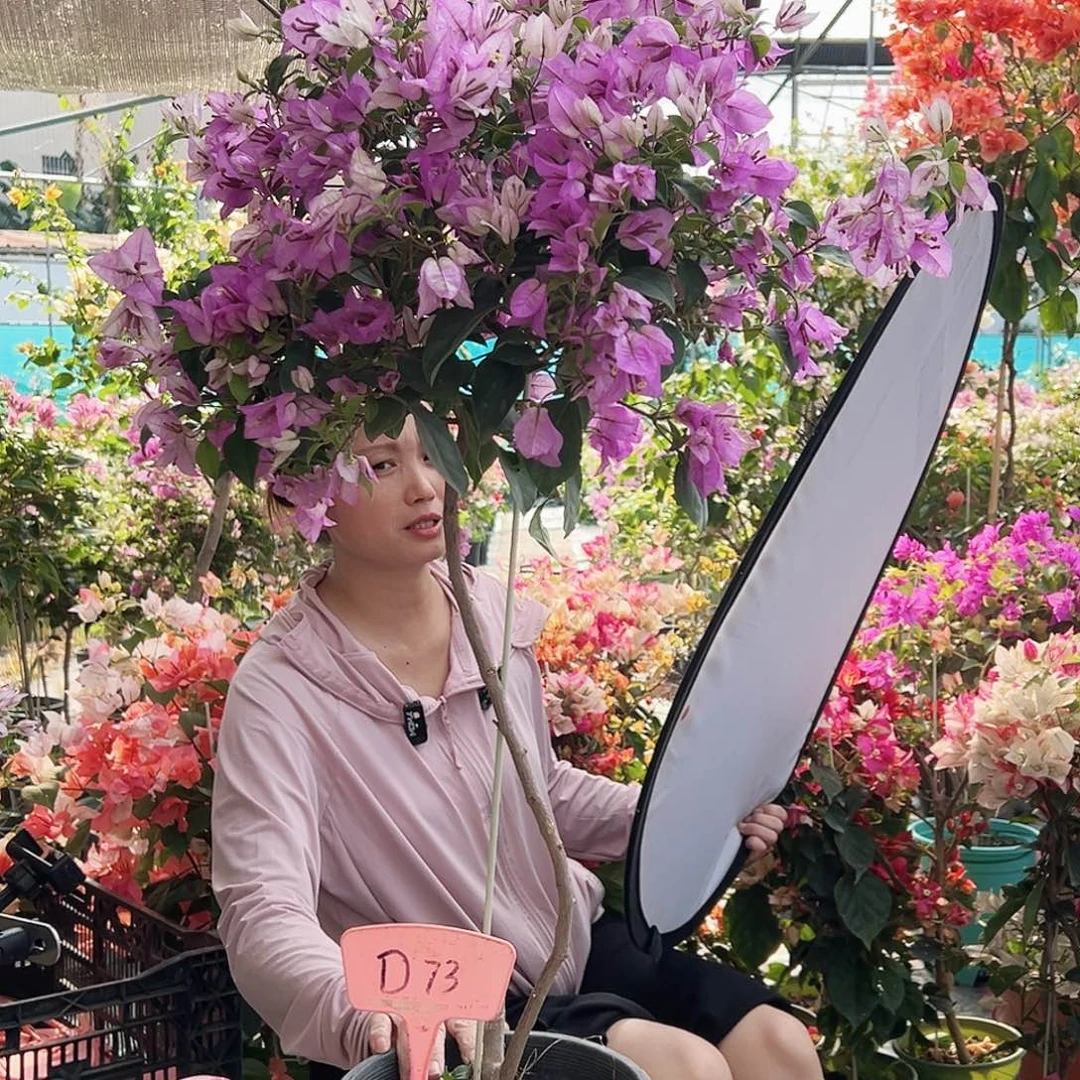 G***过大部分花苞少量开放J73雪紫