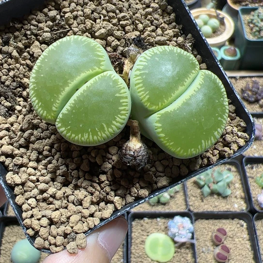 【闪购商品】67 绿光阳