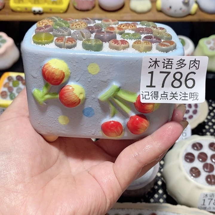 带盆土植物 一物一拍1786