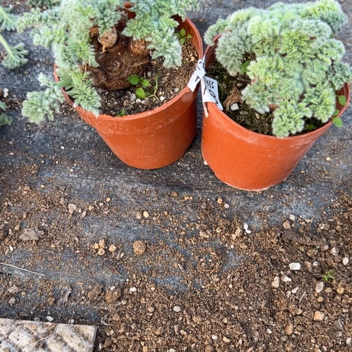 慈***家两颗羽叶洋葵，一物一拍