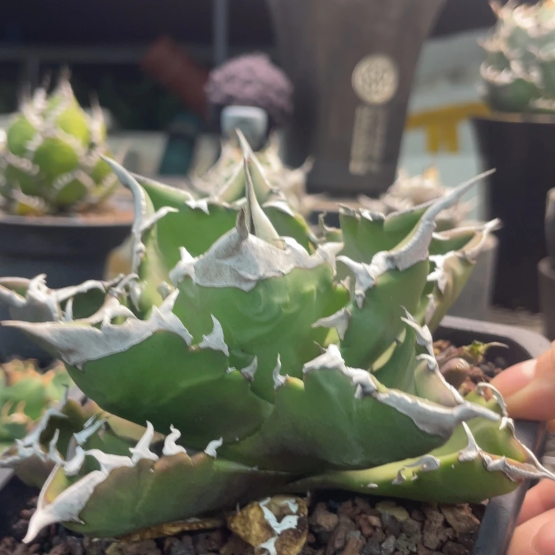 白火888888888888888888