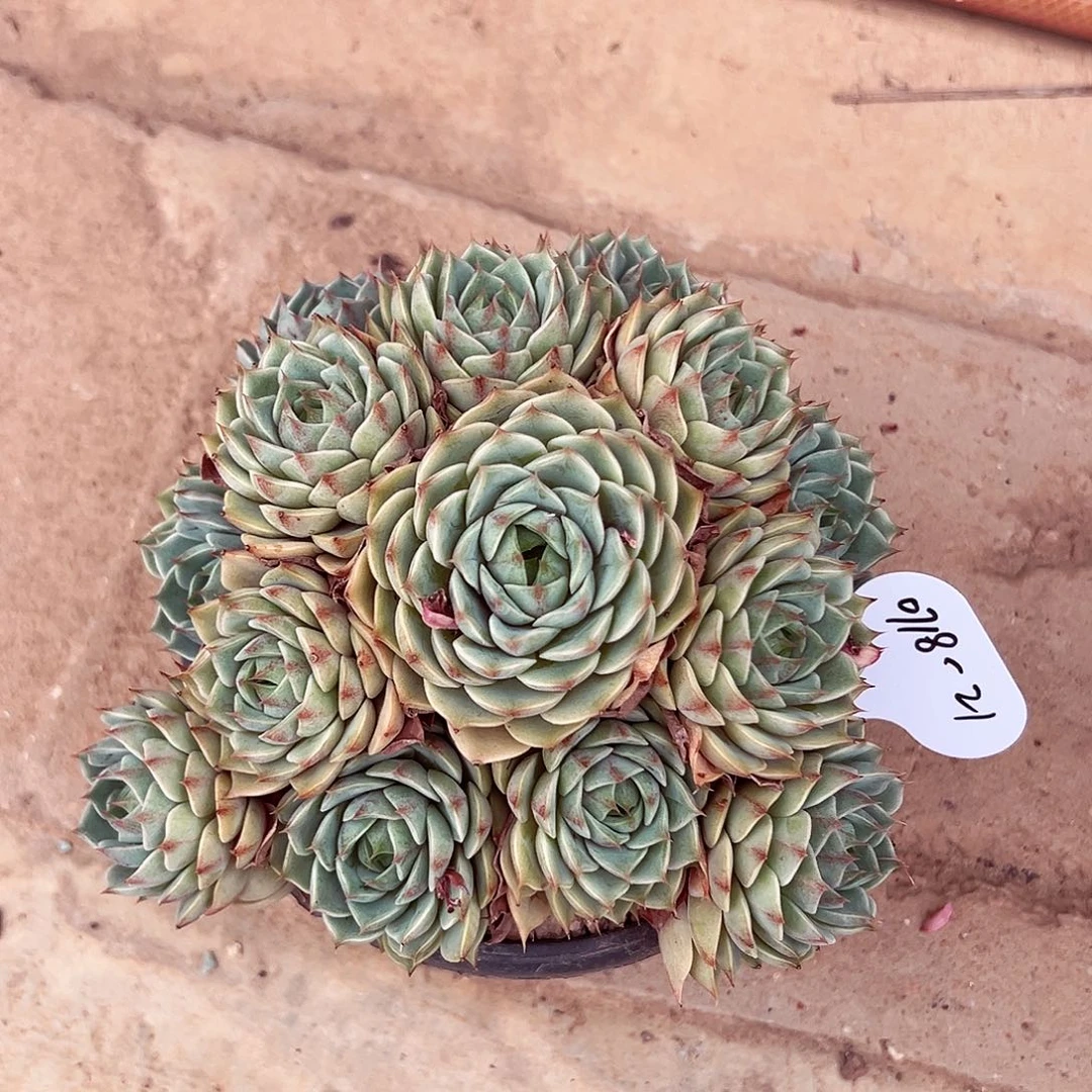 大***狮0718-21笨巴。。。。。