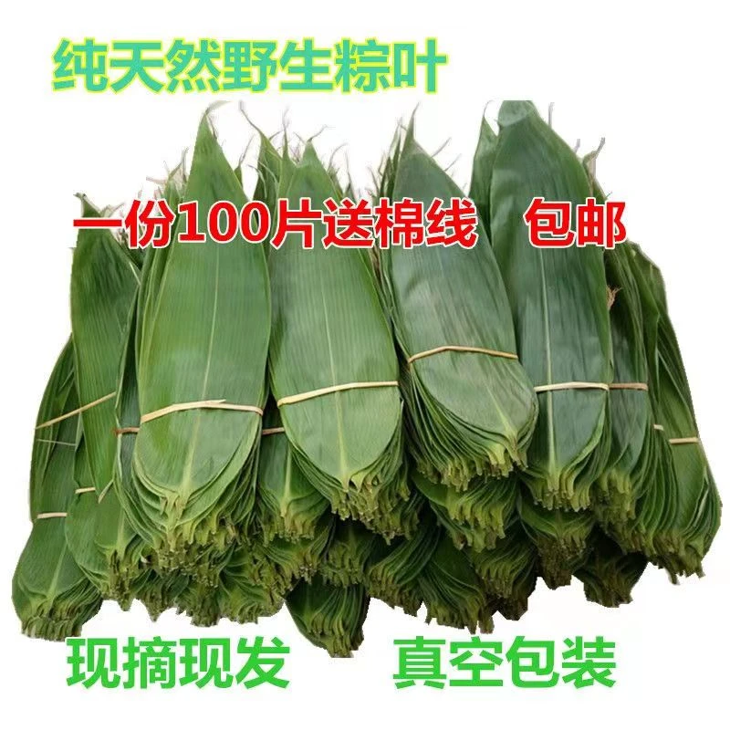 湖北新鲜大片粽叶粽子叶箬叶真空袋装特大号包粽子专用现摘现发