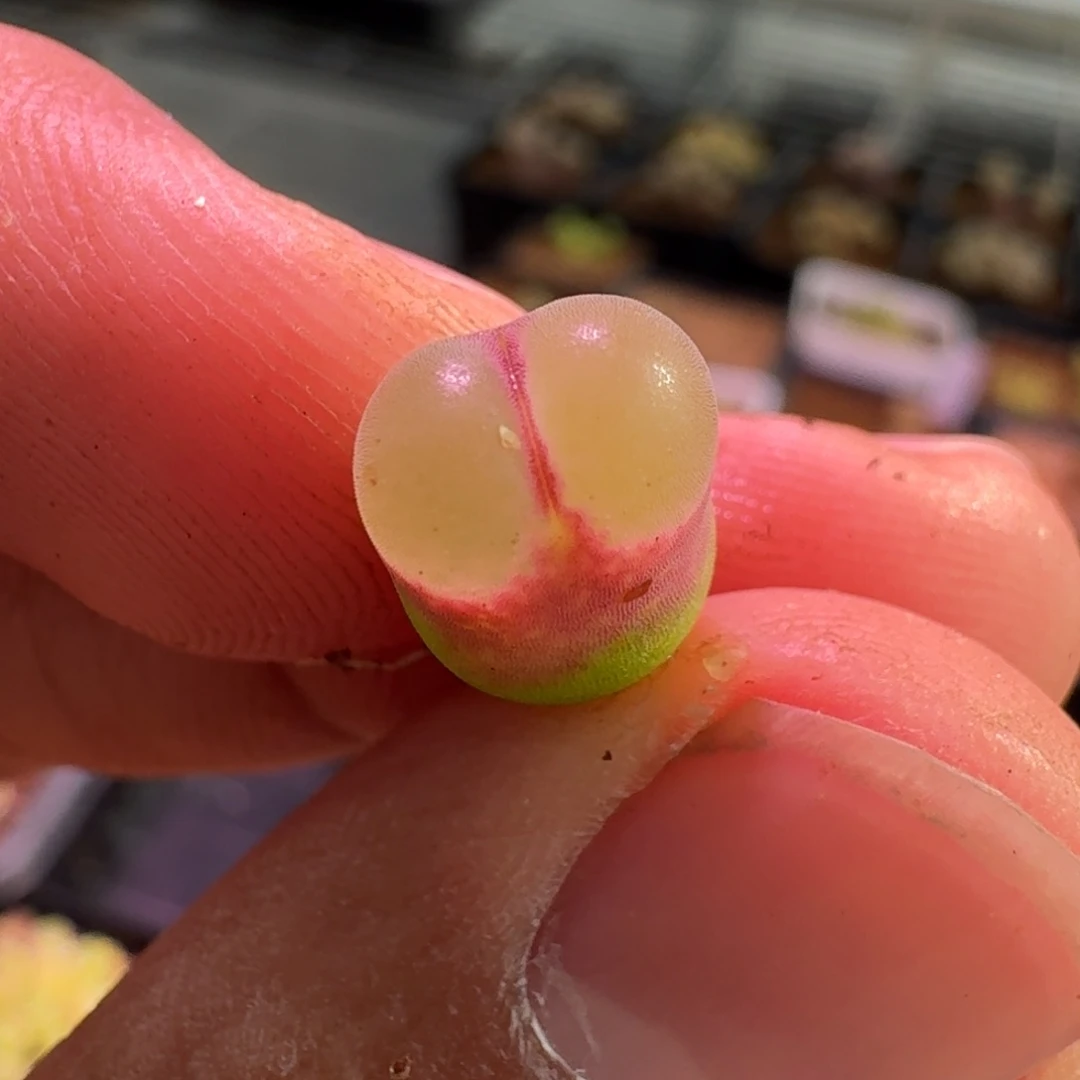 今****云缦精品番杏14.5安娜