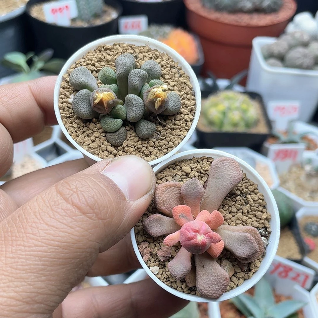 六****包粉丝专拍仙人球多肉