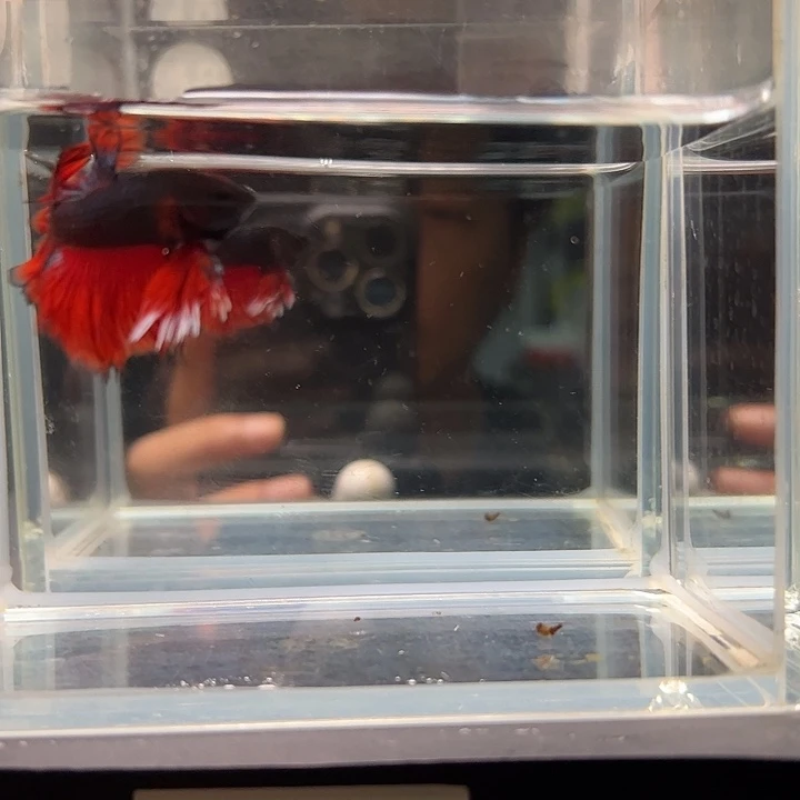 斗鱼满30包邮1日18