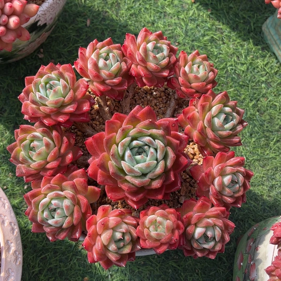 杂交捧花一物一拍