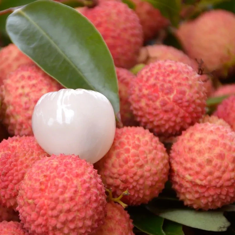 广东桂味荔枝当季水果荔枝包邮新鲜水果桂味荔枝”五斤