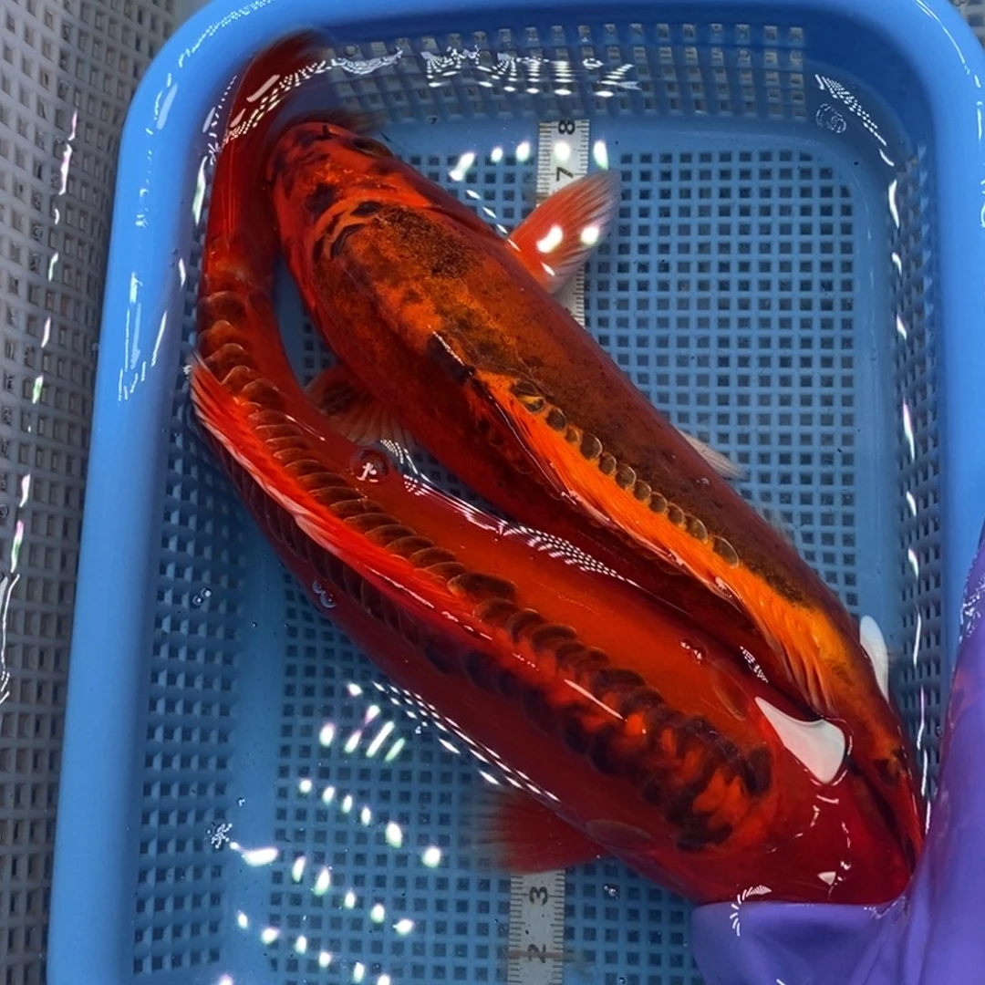 锦鲤冷水锦鲤包邮