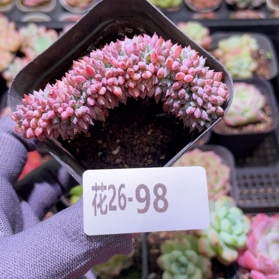 花利美26-98莱恩小精灵缀化