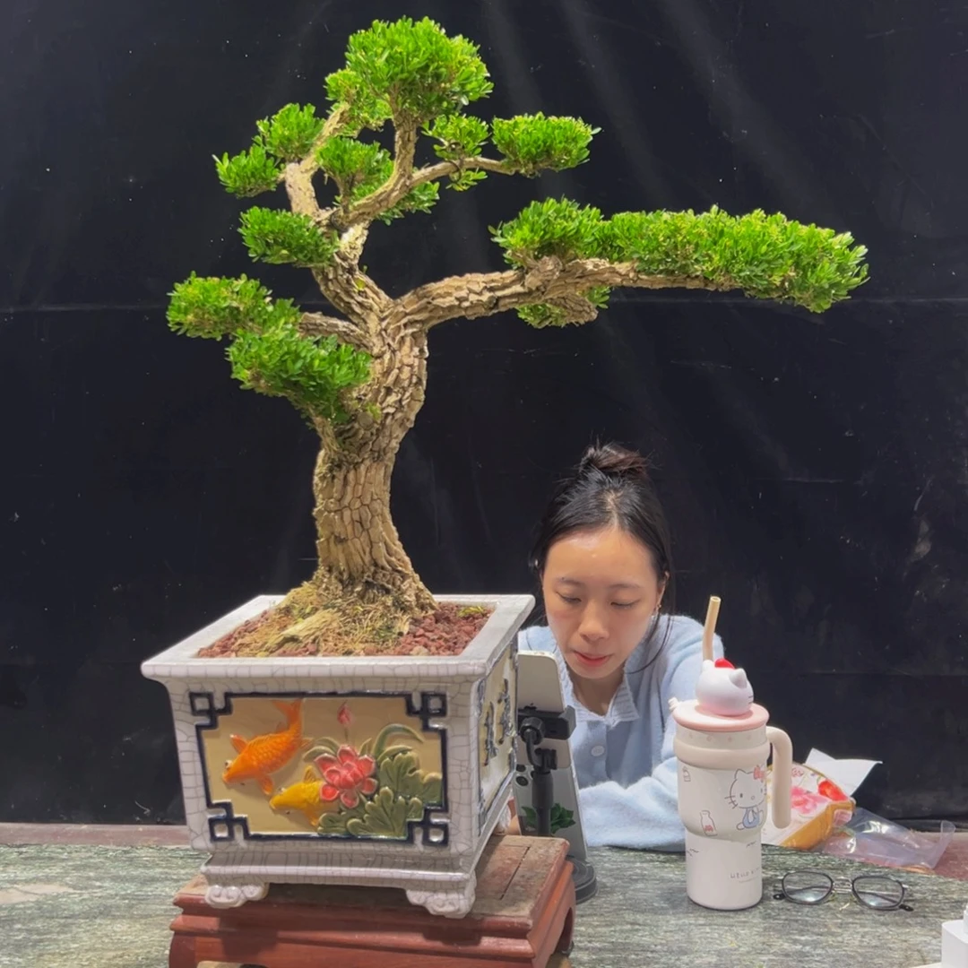 无花朵广东黄杨四季常青
