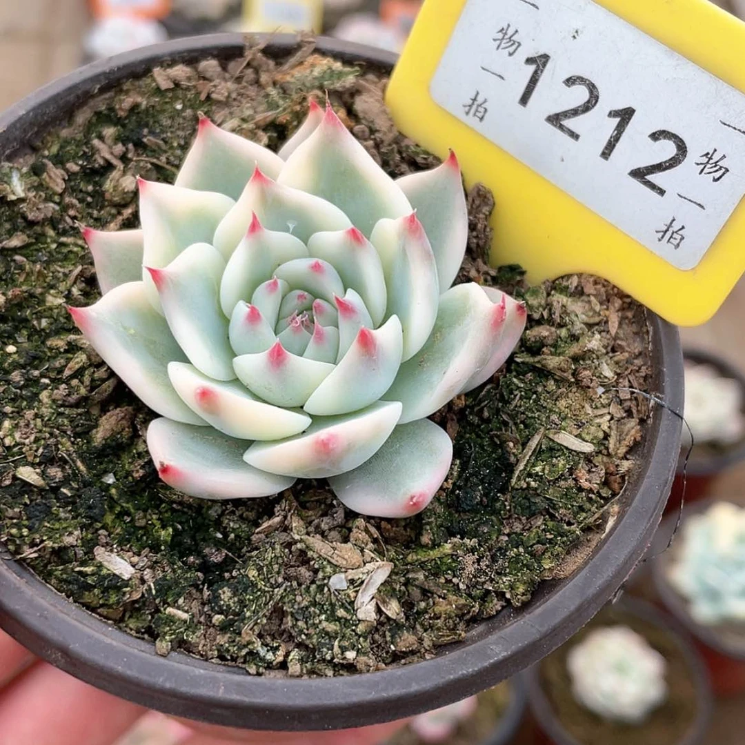 【闪购商品】1212号