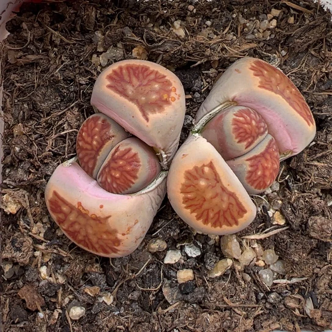 1.23好看的多肉331