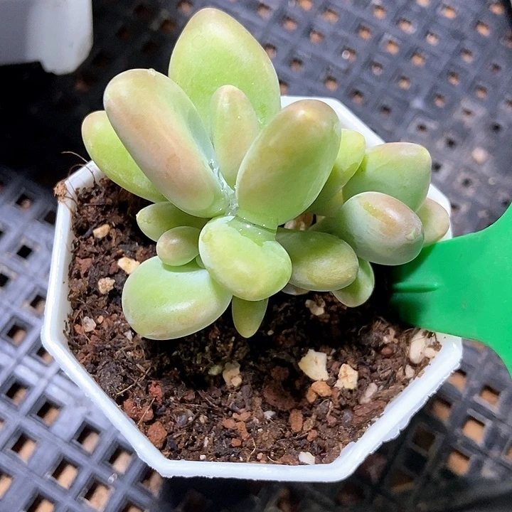 多肉植物芒果奶984