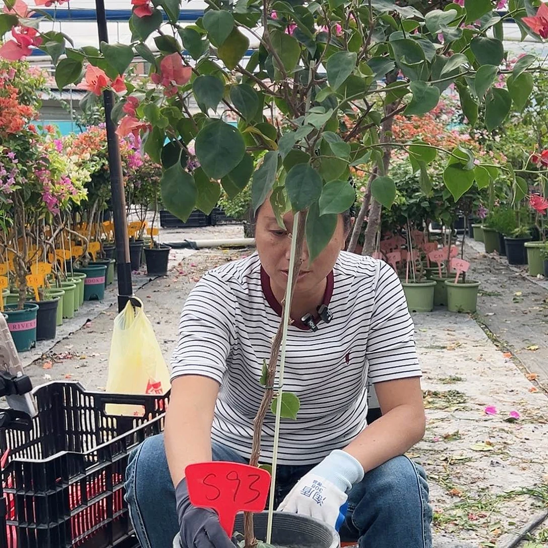 冉****大部分花苞少量开放S93不甜