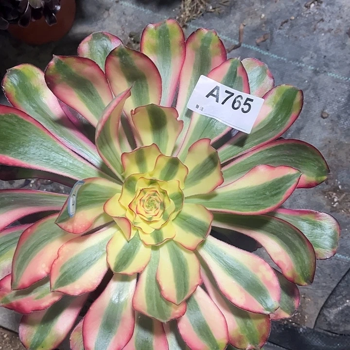 765巫毒白法师多肉