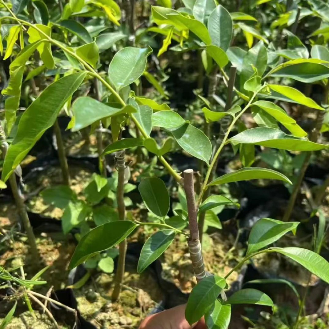 一代香脉优品10棵种植