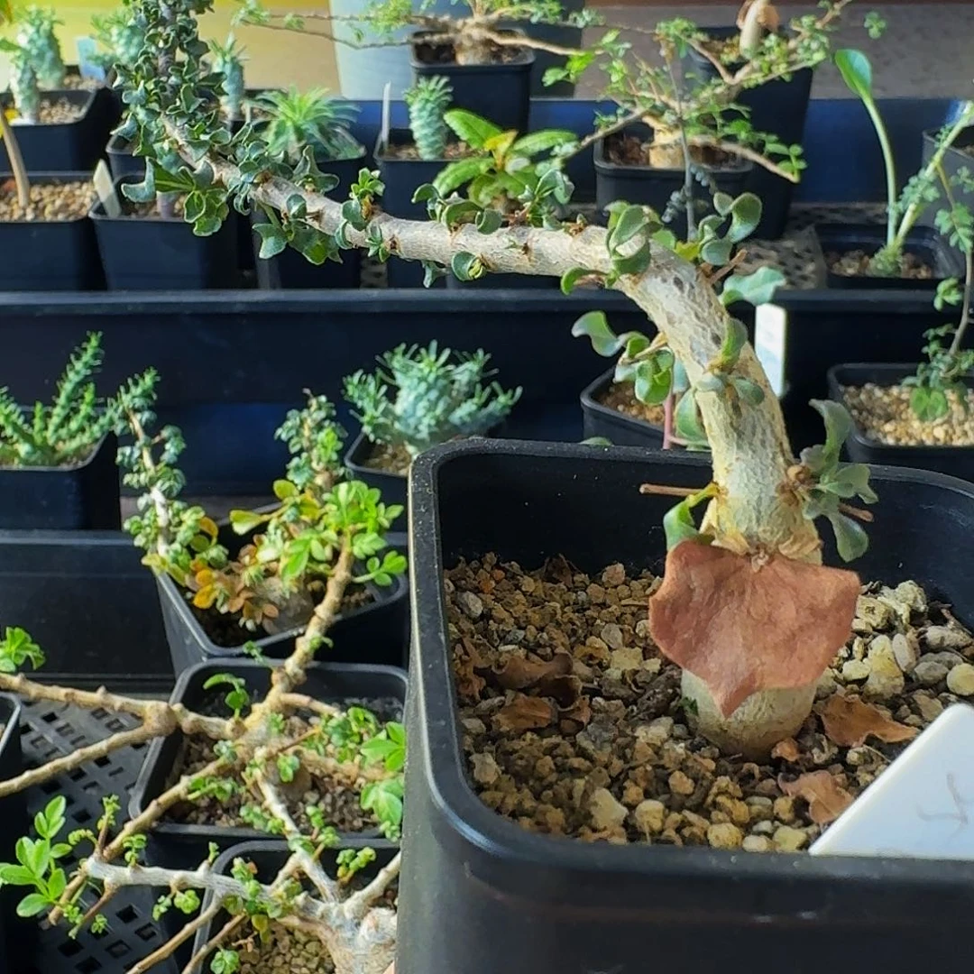 冰***爆实生低海拔卡塔夫➕沙枚 带盆土顺丰空运包邮