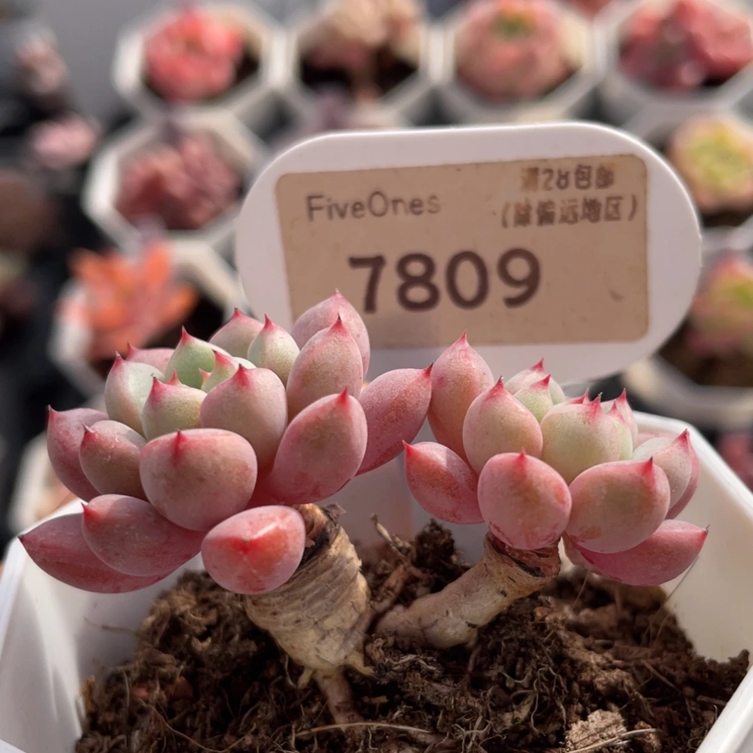 雪桃7809-6.0厘米