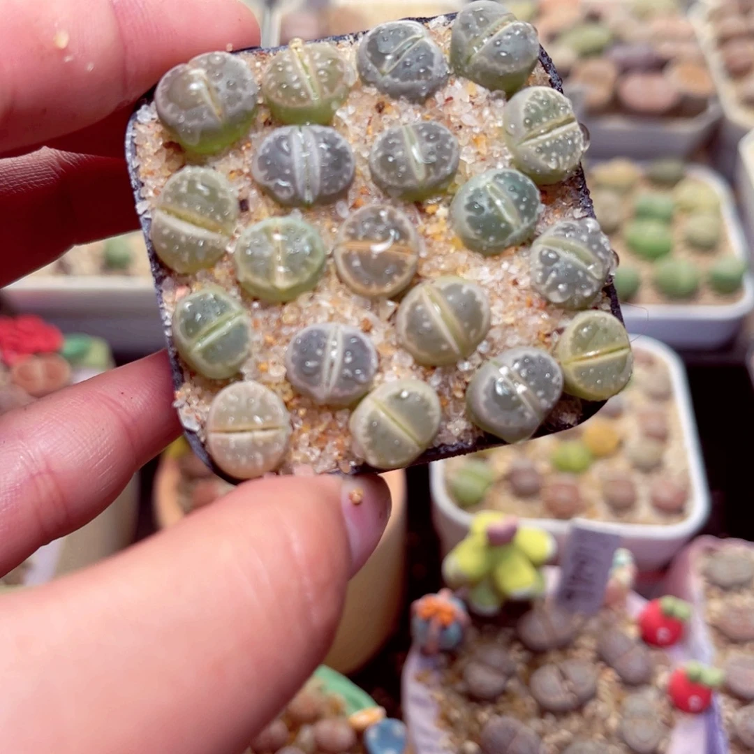 286号带盆盆包邮发货