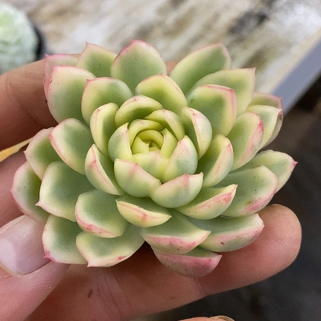 475黄玫瑰哈哈哈哈哈