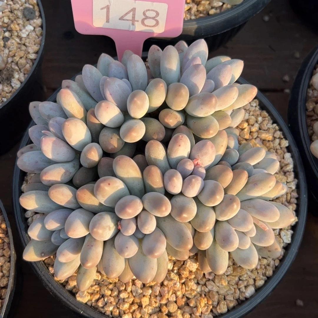 汤圆1111111111111111