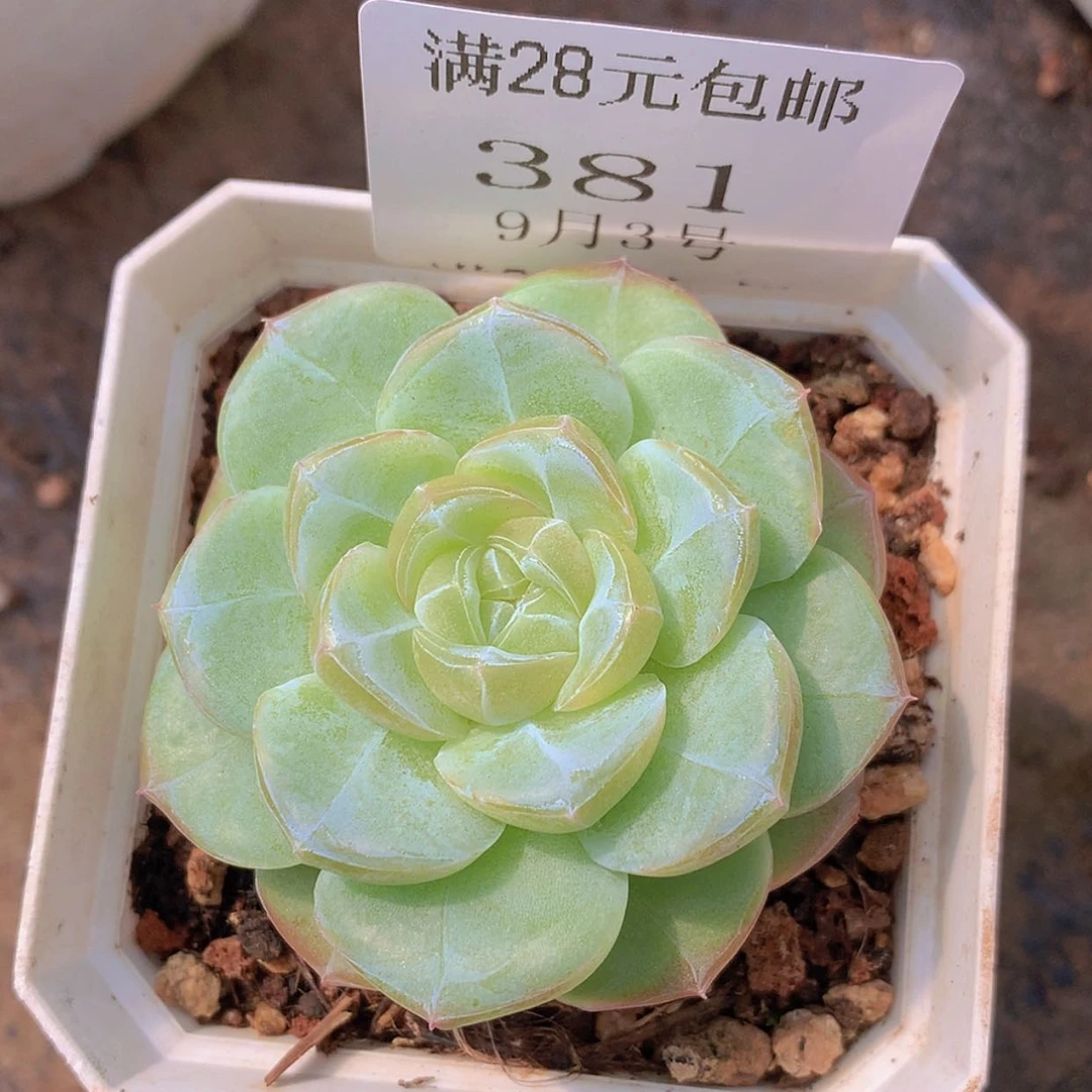 【闪购商品】云381号