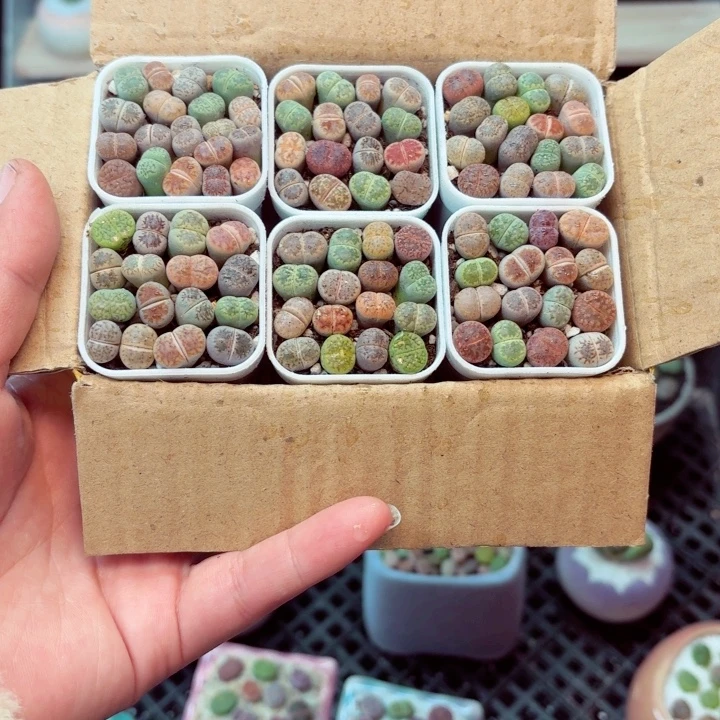 7029零下地区记得拍保温箱