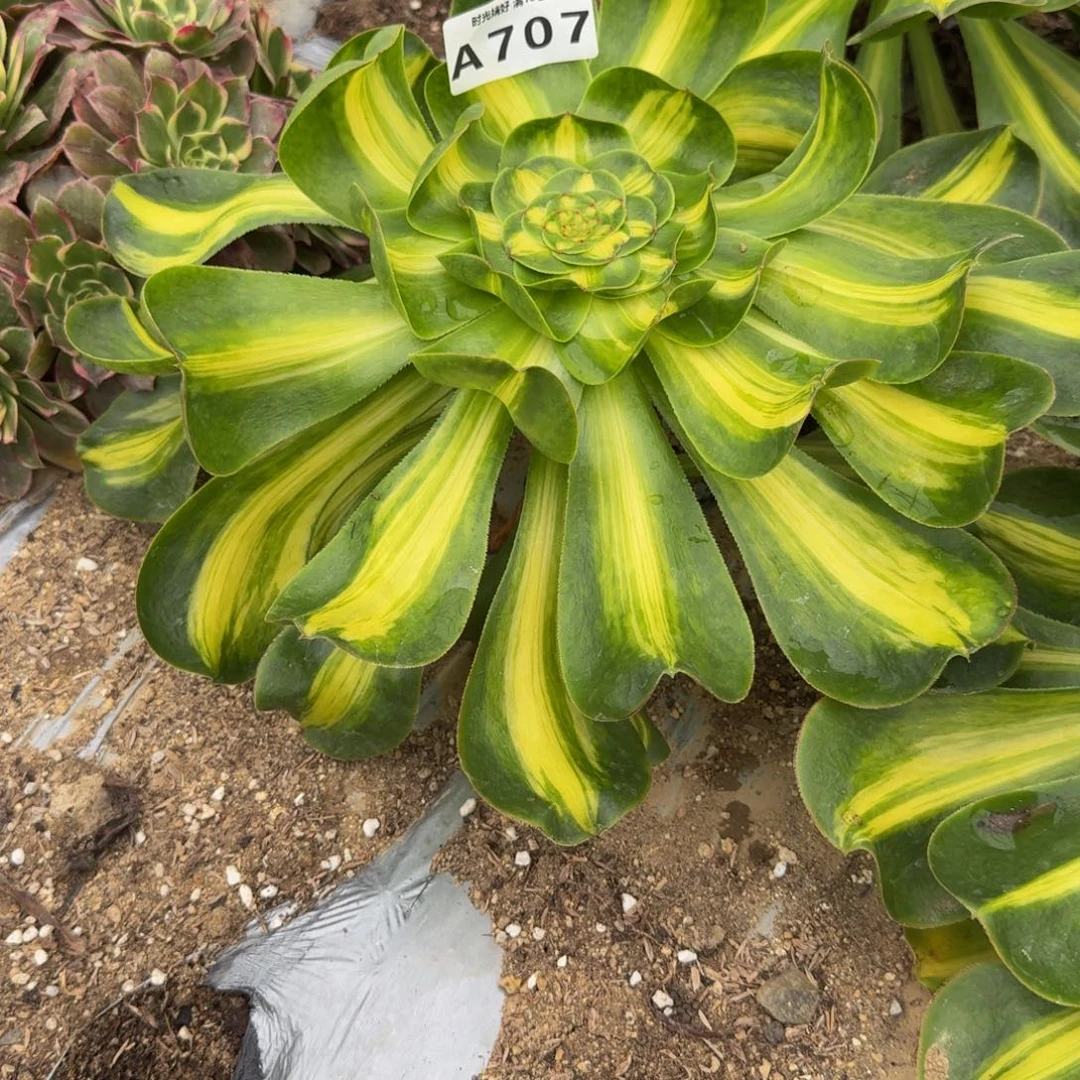 707暴君。多肉植物